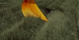 六年级写有关植物的优秀作文5篇